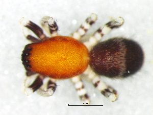  ( - Comu_NMBA_20161_F)  @11 [ ] Creative Commons  Attribution Share-Alike (by-sa) (2025) Charles Haddad University of the Free State