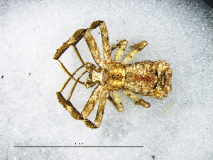  (Simorcus cotti - Sico_NMBA_20179_F)  @11 [ ] Creative Commons  Attribution Share-Alike (by-sa) (2025) Charles Haddad University of the Free State