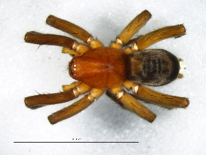  (Xerophaeus pallidus - Xepa_NMBA_20165_M)  @11 [ ] Creative Commons  Attribution Share-Alike (by-sa) (2025) Charles Haddad University of the Free State