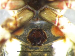  (Pherecydes zebra - Phze_NMBA_20175_F)  @11 [ ] Creative Commons  Attribution Share-Alike (by-sa) (2025) Charles Haddad University of the Free State