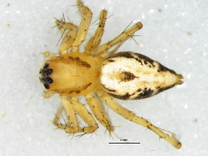  (Oxyopes pallidecoloratus - Oxpa_NMBA_20196_F)  @11 [ ] Creative Commons  Attribution Share-Alike (by-sa) (2025) Charles Haddad University of the Free State