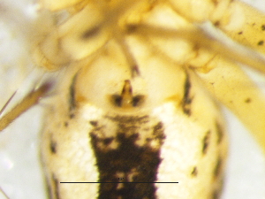  ( - Oxpa_NMBA_20196_F)  @11 [ ] Creative Commons  Attribution Share-Alike (by-sa) (2025) Charles Haddad University of the Free State