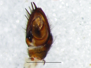  ( - Cysp_NMBA_20187_M)  @11 [ ] Creative Commons  Attribution Share-Alike (by-sa) (2025) Charles Haddad University of the Free State