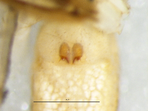  ( - Tibr_NMBA_20192_F)  @11 [ ] Creative Commons  Attribution Share-Alike (by-sa) (2025) Charles Haddad University of the Free State