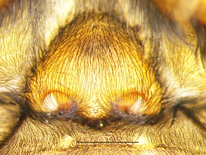  ( - Gafu_NMBA_20199_F)  @11 [ ] Creative Commons  Attribution Share-Alike (by-sa) (2025) Charles Haddad University of the Free State