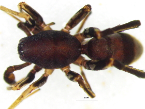  ( - Cose_NMBA_20200_M)  @11 [ ] Creative Commons  Attribution Share-Alike (by-sa) (2025) Charles Haddad University of the Free State