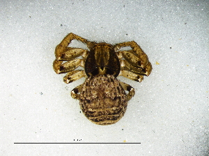  ( - Xyha_NMBA_20204_F)  @11 [ ] Creative Commons  Attribution Share-Alike (by-sa) (2025) Charles Haddad University of the Free State