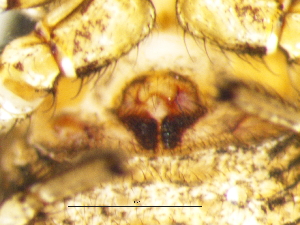  ( - Xyha_NMBA_20204_F)  @11 [ ] Creative Commons  Attribution Share-Alike (by-sa) (2025) Charles Haddad University of the Free State