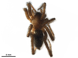  (Hippasa sp. 1GAB_PAK - ICUP-MS-0023)  @11 [ ] CreativeCommons - Attribution (2020) CBG Photography Group Centre for Biodiversity Genomics