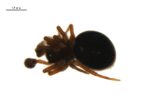  ( - CCDB-21418-E12)  @12 [ ] CreativeCommons - Attribution (2014) G. Blagoev Centre for Biodiversity Genomics