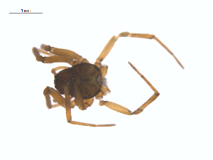  ( - CCDB-28549-C06)  @12 [ ] CreativeCommons - Attribution (2015) G. Blagoev Centre for Biodiversity Genomics