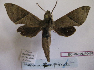  ( - BC-MNHNJP0488)  @13 [ ] Copyright (2010) Jacques Pierre Museum National d`Histoire Naturelle, Paris