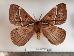  (Pseudodirphia alticola - BC-MNHN-LEP01811)  @11 [ ] creative common (2022) Rodolphe Rougerie Museum national d´Histoire naturelle, Paris
