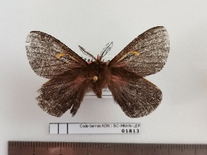  (Meroleuca bipectinata - BC-MNHN-LEP01813)  @11 [ ] creative common (2022) Rodolphe Rougerie Museum national d´Histoire naturelle, Paris