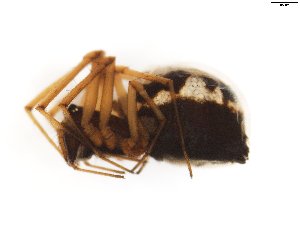  ( - AKR_1075)  @12 [ ] CreativeCommons - Attribution Non-Commercial Share-Alike (2015) Unspecified Tromso University Museum