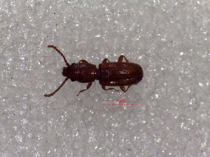 (Cryptolestes capensis - SCU126)  @11 [ ] CreativeCommons - Attribution Share-Alike (2016) Unspecified Sunchon University