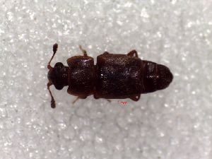  (Epuraea sp. SCU - SCU128)  @11 [ ] CreativeCommons - Attribution Share-Alike (2016) Unspecified Sunchon University