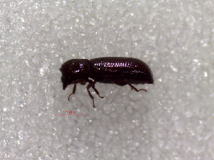  ( - SCU133)  @12 [ ] CreativeCommons - Attribution Share-Alike (2016) Unspecified Sunchon University