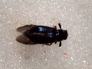  (Necrobia rufipes - SCU175)  @13 [ ] CreativeCommons - Attribution Share-Alike (2016) Unspecified Sunchon University