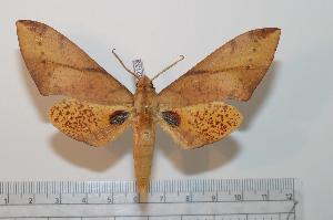  ( - BC-Basq 2133)  @14 [ ] Copyright (2010) Patrick Basquin Research Collection of Patrick Basquin