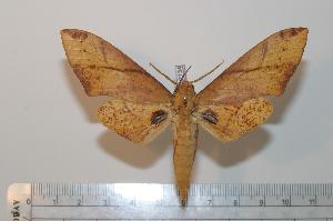  ( - BC-Basq 2134)  @14 [ ] Copyright (2010) Patrick Basquin Research Collection of Patrick Basquin