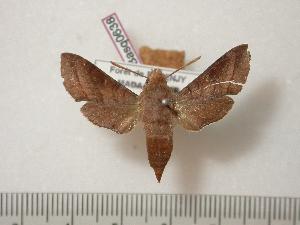  (Basiothia laticornis - BC-Basq0638)  @13 [ ] Copyright (2010) Patrick Basquin Research Collection of Patrick Basquin