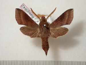 (Basiothia laticornis - BC-Basq0642)  @13 [ ] Copyright (2010) Patrick Basquin Research Collection of Patrick Basquin