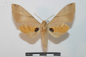  ( - BC-Basq 2709)  @11 [ ] Copyright (2010) Patrick Basquin Research Collection of Patrick Basquin