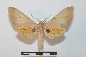  ( - BC-Basq 2710)  @11 [ ] Copyright (2010) Patrick Basquin Research Collection of Patrick Basquin