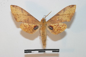  ( - BC-Basq 2712)  @11 [ ] Copyright (2010) Patrick Basquin Research Collection of Patrick Basquin