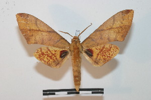  ( - BC-Basq 2713)  @11 [ ] Copyright (2010) Patrick Basquin Research Collection of Patrick Basquin