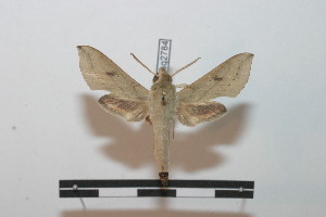  ( - BC-Basq 2784)  @13 [ ] Copyright (2010) Patrick Basquin Research Collection of Patrick Basquin