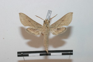  ( - BC-Basq 2785)  @13 [ ] Copyright (2010) Patrick Basquin Research Collection of Patrick Basquin