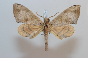  ( - BC-Basq 2569)  @13 [ ] Copyright (2010) Patrick Basquin Research Collection of Patrick Basquin
