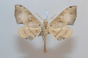  ( - BC-Basq 2571)  @13 [ ] Copyright (2010) Patrick Basquin Research Collection of Patrick Basquin