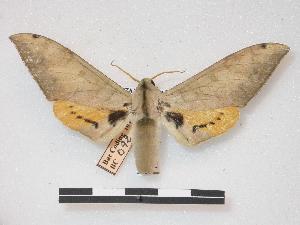  ( - PD-BC 092)  @14 [ ] Copyright (2010) Philippe Darge Research Collection of Philippe Darge