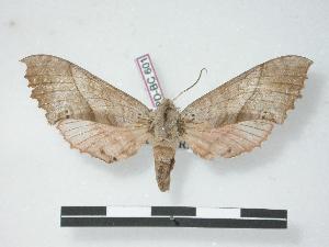  ( - PD-BC 601)  @14 [ ] Copyright (2010) Philippe Darge Research Collection of Philippe Darge