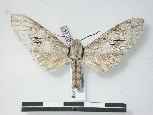  (Pantophaea scheveni scheveni - PD-BC 697)  @15 [ ] Copyright (2010) Philippe Darge Research Collection of Philippe Darge
