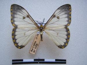  ( - PD-BC 498)  @13 [ ] Copyright (2010) Philippe Darge Research Collection of Philippe Darge