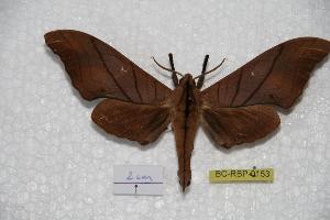  (Marumba cristata tenggarensis - BC-RBP-0153)  @13 [ ] Copyright (2010) Ron Brechlin Research Collection of Ron Brechlin