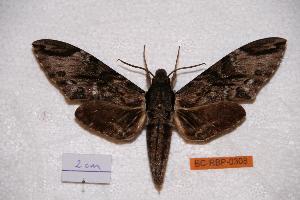  ( - BC-RBP-0308)  @14 [ ] Copyright (2010) Ron Brechlin Research Collection of Ron Brechlin
