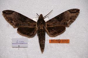  ( - BC-RBP-0342)  @14 [ ] Copyright (2010) Ron Brechlin Research Collection of Ron Brechlin