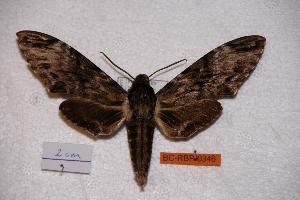  ( - BC-RBP-0346)  @14 [ ] Copyright (2010) Ron Brechlin Research Collection of Ron Brechlin