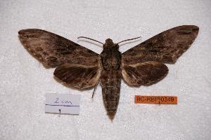  ( - BC-RBP-0349)  @14 [ ] Copyright (2010) Ron Brechlin Research Collection of Ron Brechlin