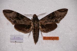  ( - BC-RBP-0350)  @14 [ ] Copyright (2010) Ron Brechlin Research Collection of Ron Brechlin