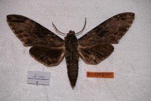  ( - BC-RBP-0352)  @14 [ ] Copyright (2010) Ron Brechlin Research Collection of Ron Brechlin