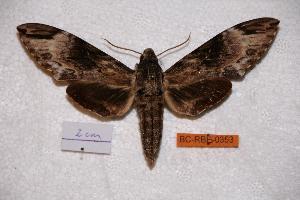  ( - BC-RBP-0353)  @14 [ ] Copyright (2010) Ron Brechlin Research Collection of Ron Brechlin