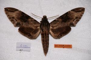  ( - BC-RBP-0356)  @14 [ ] Copyright (2010) Ron Brechlin Research Collection of Ron Brechlin