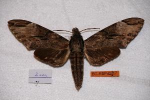  ( - BC-RBP-0357)  @14 [ ] Copyright (2010) Ron Brechlin Research Collection of Ron Brechlin