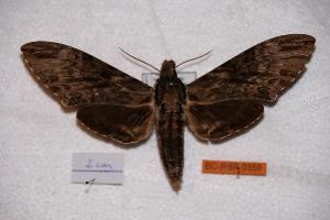  ( - BC-RBP-0359)  @14 [ ] Copyright (2010) Ron Brechlin Research Collection of Ron Brechlin